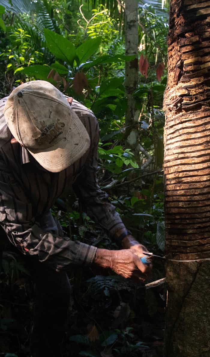 Amazonian rubber tappers harvesting rubber